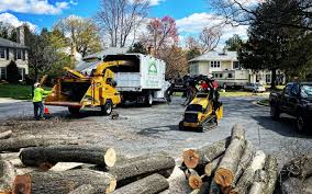 Best Lawn Renovation and Restoration  in Taft, CA