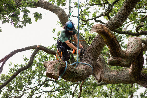 Best Seasonal Cleanup (Spring/Fall)  in Taft, CA