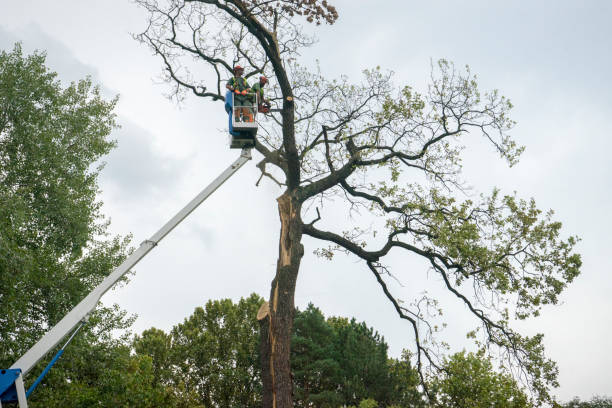 Best Arborist Consultation Services  in Taft, CA