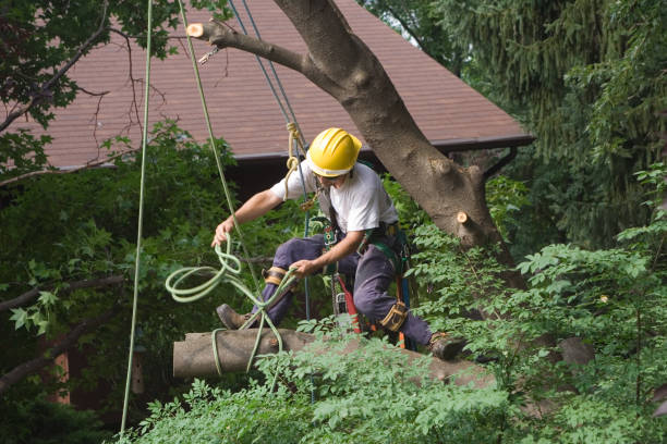 Best Tree Disease Treatment  in Taft, CA