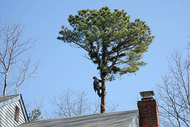 Best Palm Tree Trimming  in Taft, CA