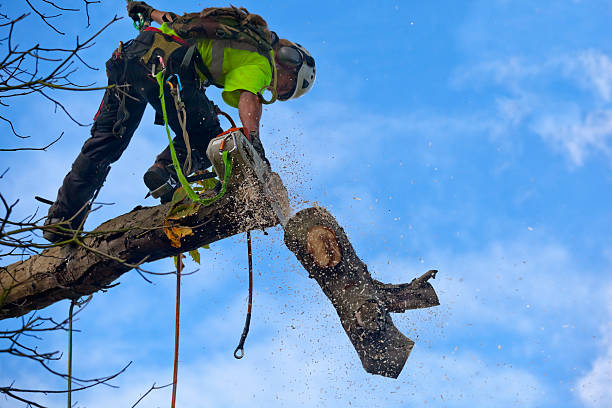 Lawn Watering Services in Taft, CA