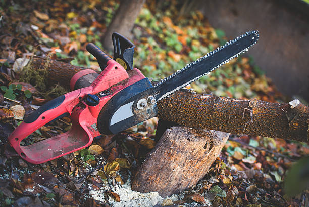 Best Tree Preservation Services  in Taft, CA